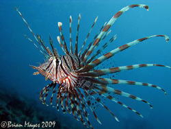 Common Lionfish (Pterois volitans) swimming at Takawide 1... by Brian Mayes 